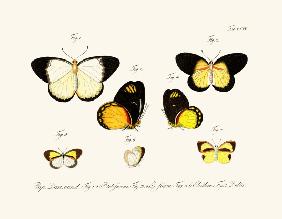 Butterflies 1783-1806