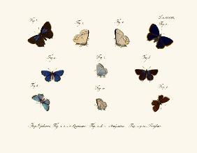 Butterflies 1783-1806