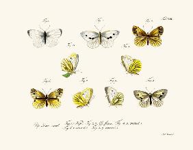 Butterflies 1783-1806