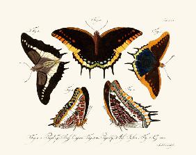 Butterflies 1783-1806