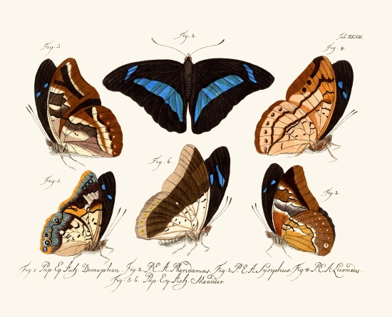 Butterflies von German School, (18th century)