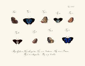 Butterflies 1783-1806