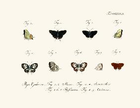 Butterflies 1783-1806