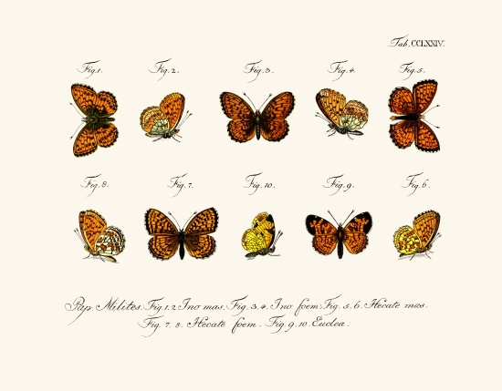 Butterflies von German School, (18th century)