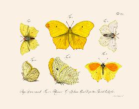 Butterflies  1783-1806