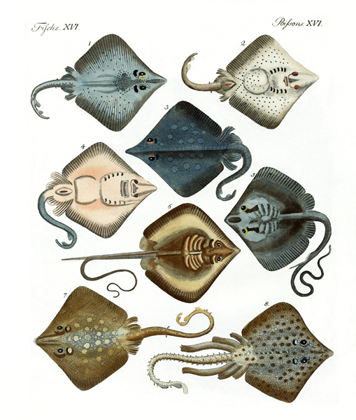 Different kinds of rays von German School, (19th century)