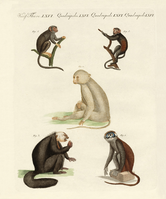 Five kinds of monkeys von German School, (19th century)