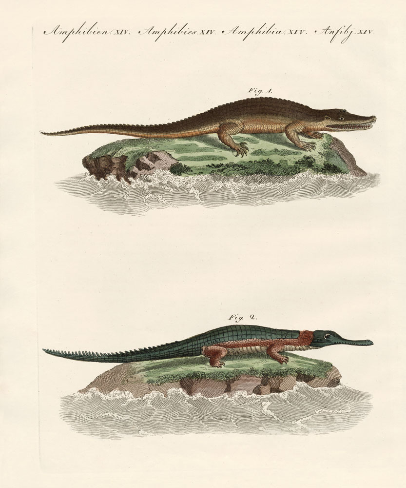 Kinds of crocodiles von German School, (19th century)