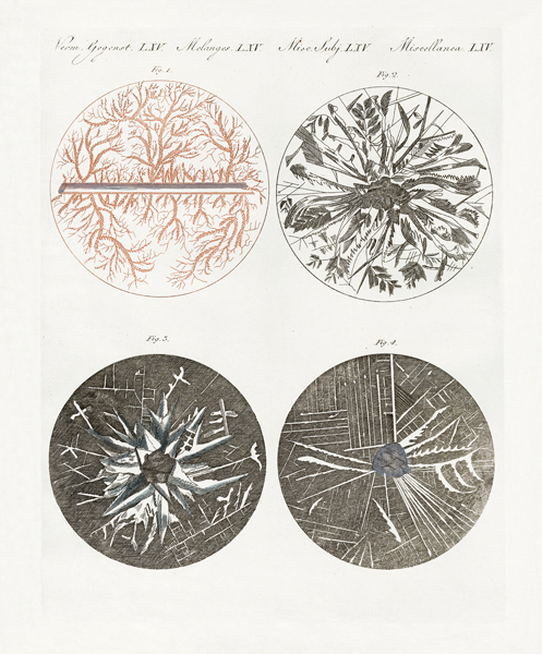 Microscopic view of the crystallization of metal von German School, (19th century)