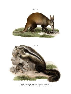 Aardvark 1860