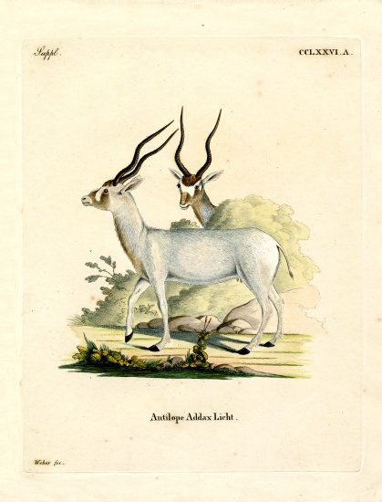 Addax Antelope von German School, (19th century)