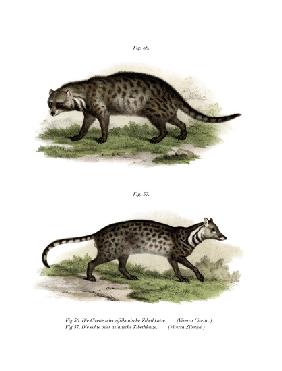 African Civet 1860