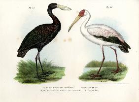 African Openbill Stork 1864