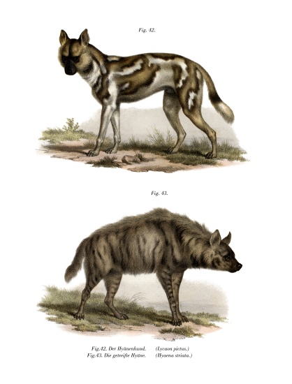 African Wild Dog von German School, (19th century)