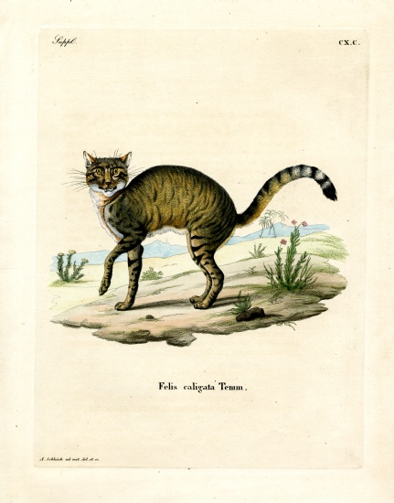 African Wildcat von German School, (19th century)