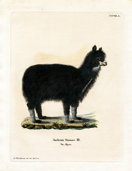 Alpaca von German School, (19th century)