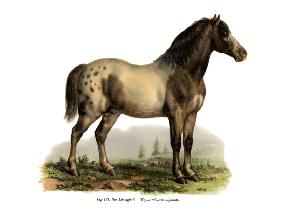 Alpine Horse 1860