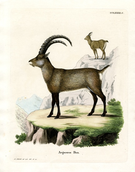 Alpine Ibex von German School, (19th century)