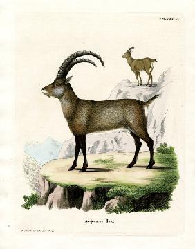 Alpine Ibex