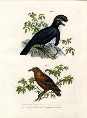 Amazonian Umbrellabird 1864
