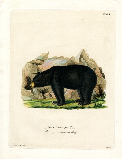 American Black Bear von German School, (19th century)