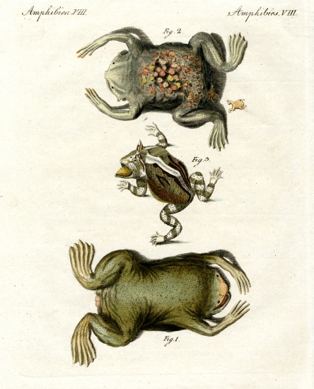American toads von German School, (19th century)