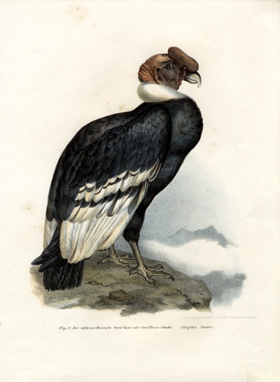 Andean Condor von German School, (19th century)