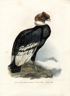 Andean Condor 1864