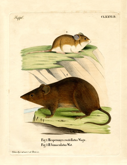 Andean Versper Mouse von German School, (19th century)
