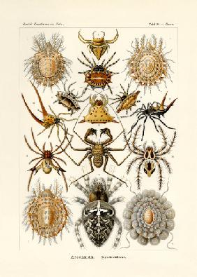 Arachnida 1899-1904