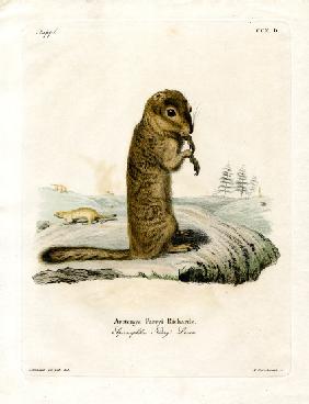 Arctic Ground Squirrel