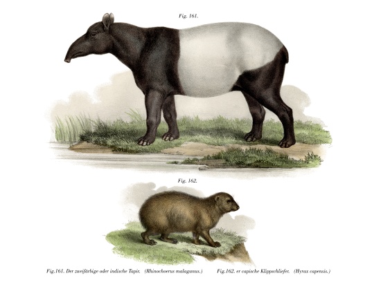 Asian Tapir von German School, (19th century)