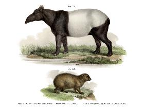 Asian Tapir 1860