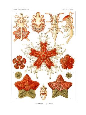 Asteridea 1899-1904