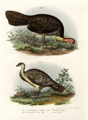 Australian Brush-Turkey 1864