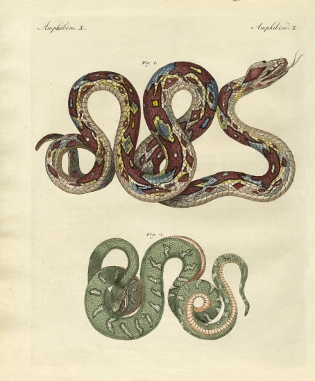 Awful snake von German School, (19th century)