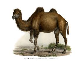 Bactrian Camel 1860