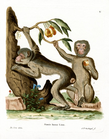 Barbary Ape von German School, (19th century)