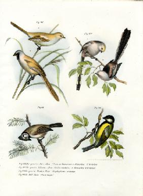 Bearded Parrotbill 1864