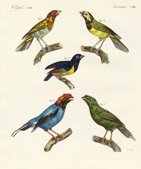 Beautiful foreign birds von German School, (19th century)