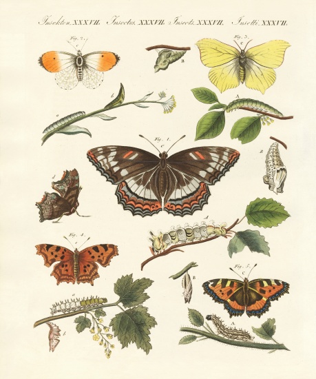 Beautiful German butterflies von German School, (19th century)
