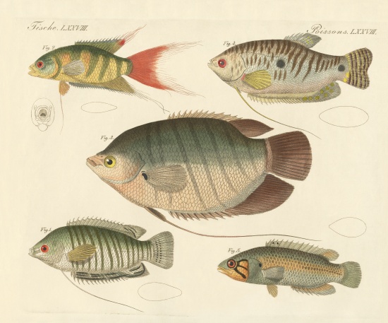 Beautiful new fish von German School, (19th century)