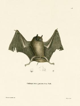 Big Naked-backed Bat