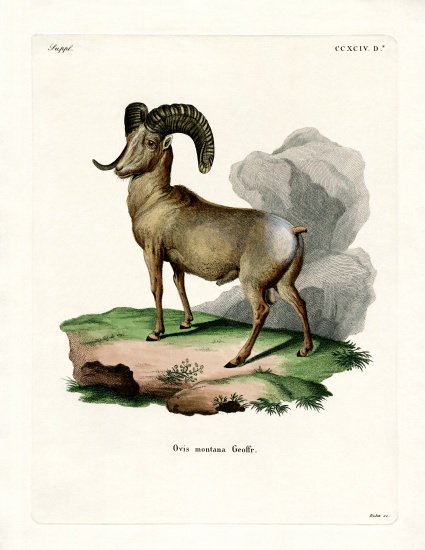 Bighorn Sheep von German School, (19th century)