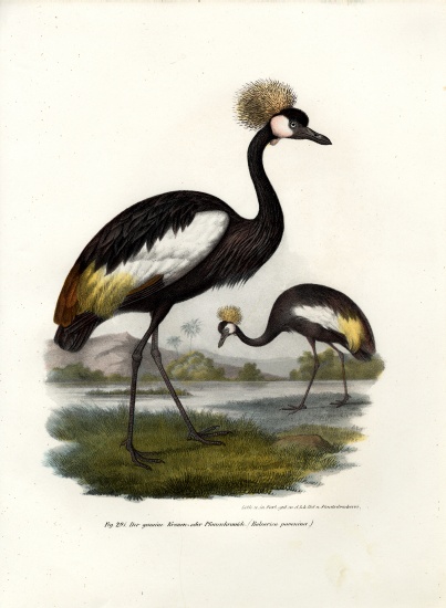 Black Crowned Crane von German School, (19th century)