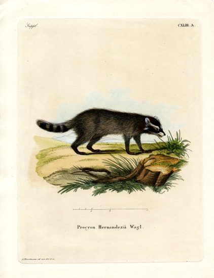Black-footed raccoon von German School, (19th century)