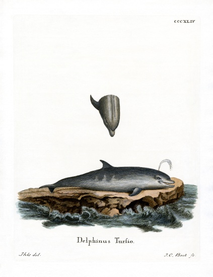 Bottle-nosed Dolphin von German School, (19th century)