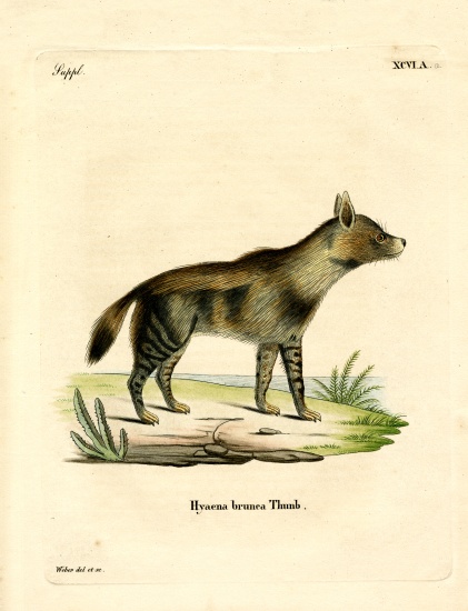Brown Hyena von German School, (19th century)