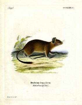 Brush-tailed Rat