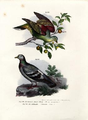 Buru Green Pigeon 1864